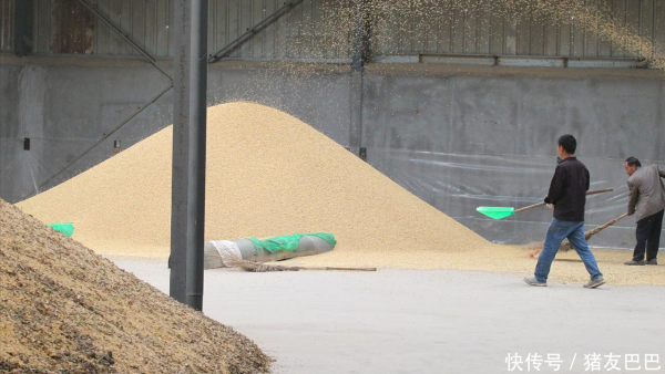 宏泰证券 6月24日粮价：玉米上涨“拦不住”！小麦价格波动下跌！发生了啥